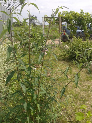 Liliacul de vara; Buddleja davidii
