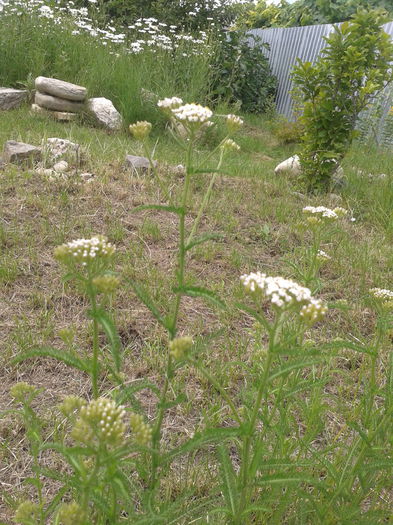 Coada soricelului; Achillea millefolium
