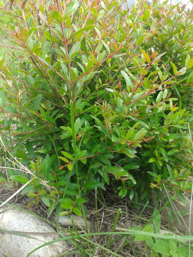 Rodier; Punica granatum este un arbore mic sau arbust foios de înălțime până la 5–8 m.
