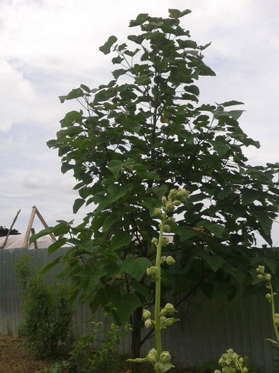 Arborele Paulownia; Paulownia fortunei este un arbore cu o creștere foarte rapidă
