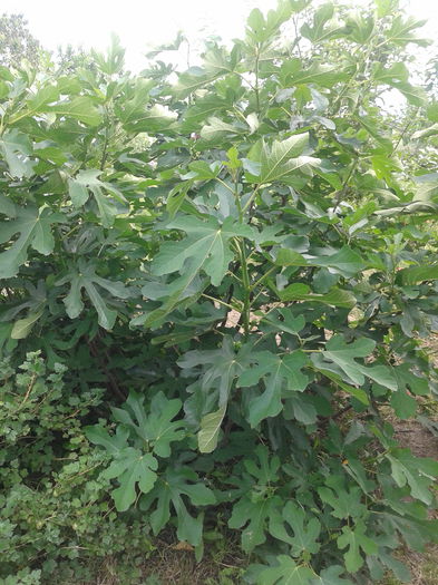 Smochinul; Ficus carica
