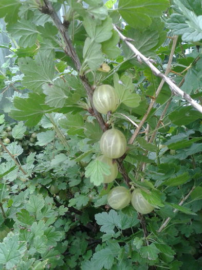 Agrisul