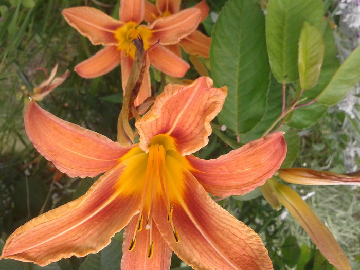 Crinul protocaliu; Hemerocallis Fulva
