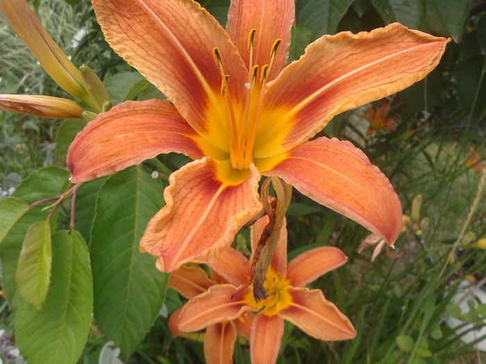 Crinul protocaliu; Hemerocallis Fulva
