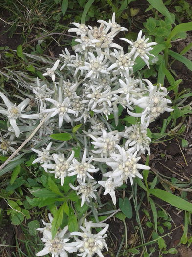 Floarea de colt; Leontopodium alpinum
