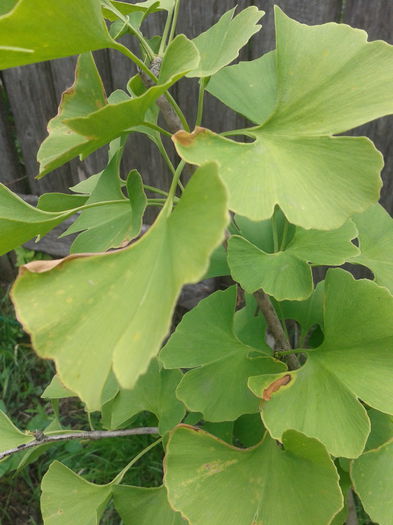 Ginkgo biloba