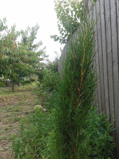 Chiparosul; Cupressus sempervirens
