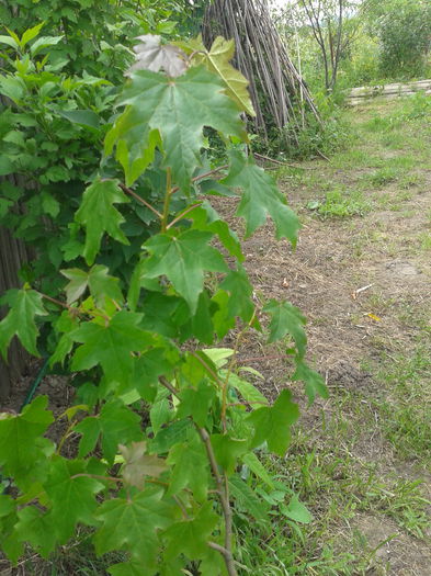 Arborele crocodil - Iunie