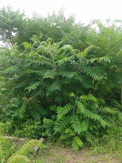 Otetarul rosu; Rhus typhina
