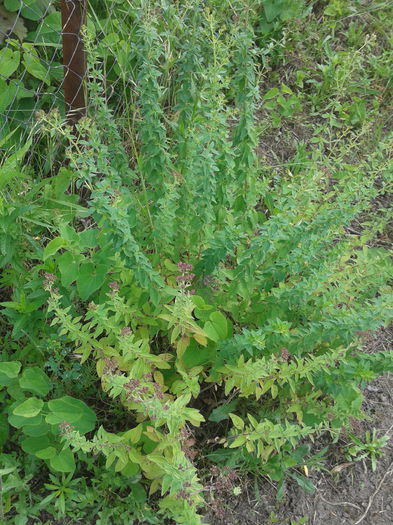 Sovirf; Origanum vulgare
