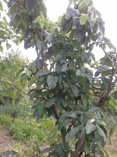 Gutui