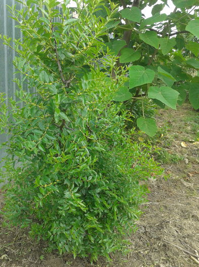 Curmal chinezesc; Ziziphus jujuba
