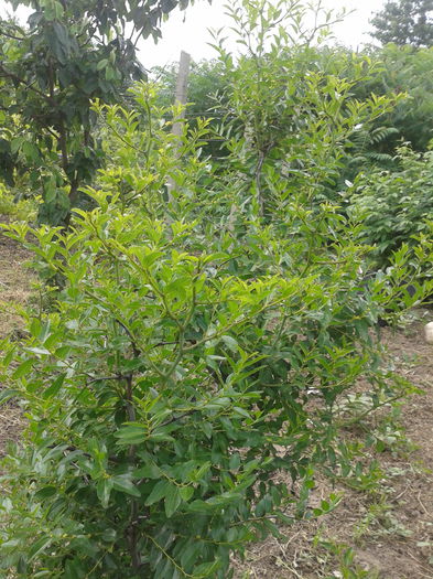 Curmal chinezesc; Ziziphus jujuba
