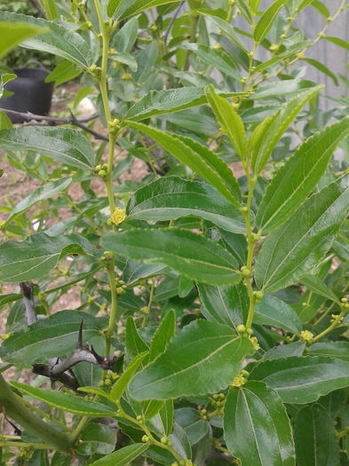 Curmalul chinezesc; Ziziphus jujuba
