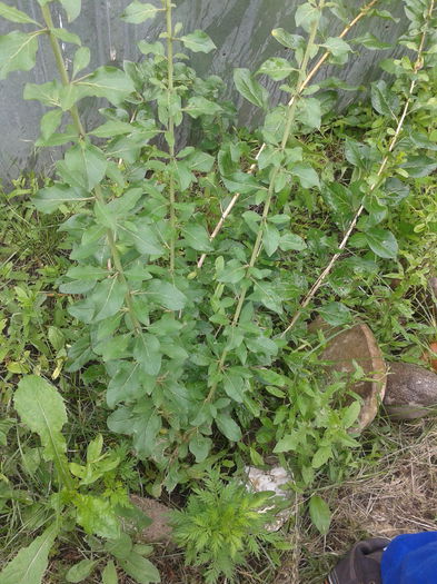 Goji berry; O fi catina?...
