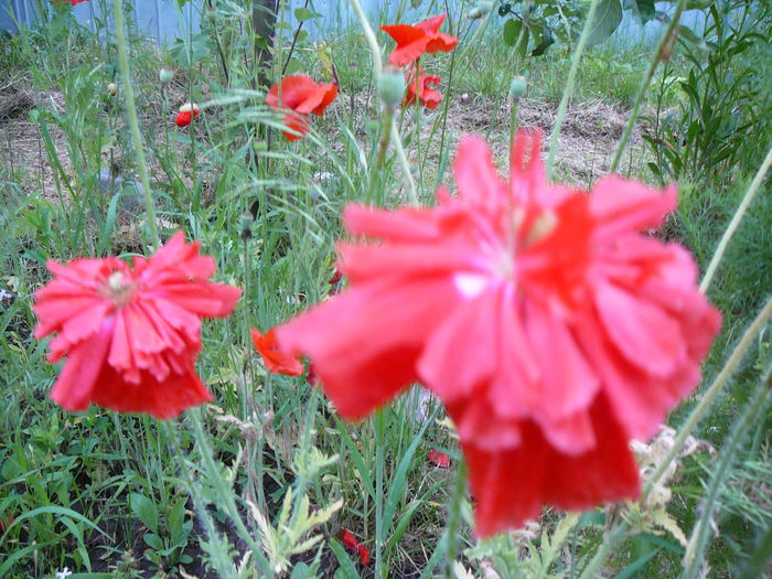 Maci de gradina; Papaver somniferum
