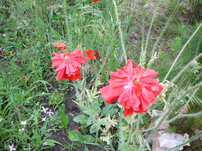 Maci de gradina; Papaver somniferum
