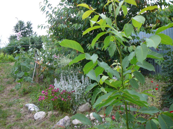 Nuc; Juglans reggia
