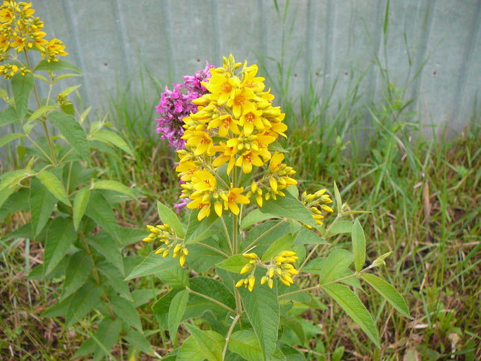 Galbioara; Lysimachia vulgaris

