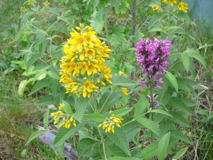 Galbioara; Lysimachia vulgaris
