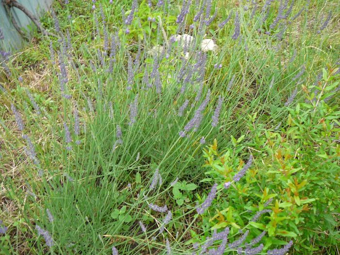 lavanda