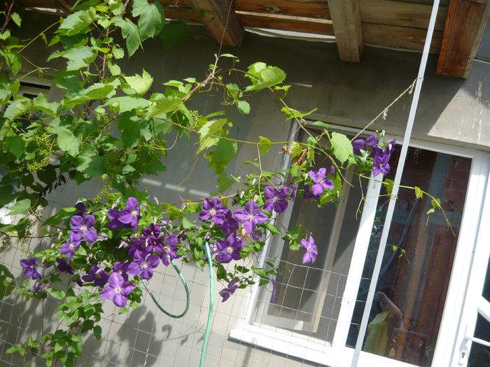 167 - clematite infloriri