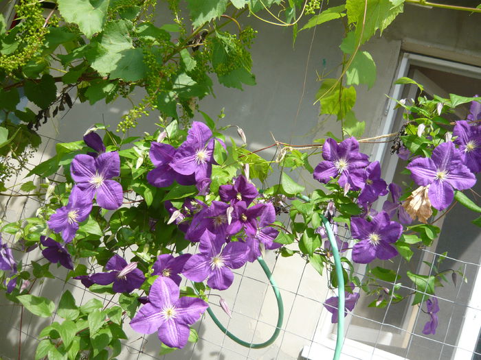 168 - clematite infloriri
