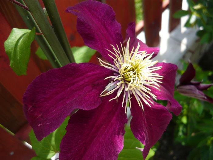 niobe pierduta - clematite infloriri