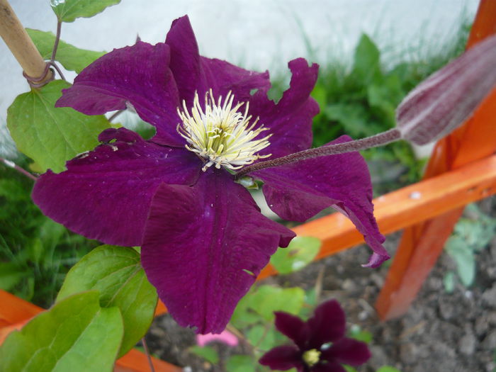 171 - clematite infloriri