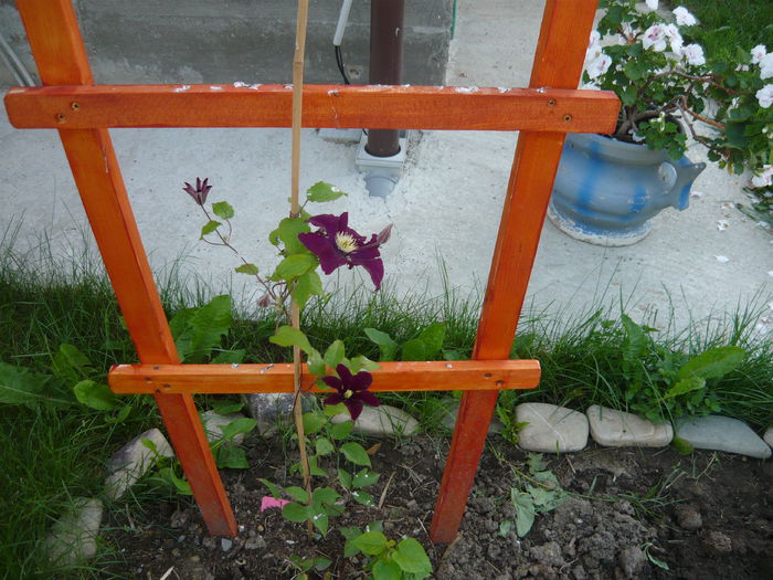 172 - clematite infloriri