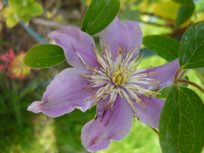 174 - clematite infloriri