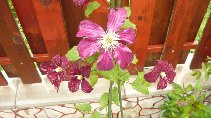 001 - clematite infloriri