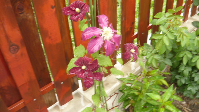 002 - clematite infloriri