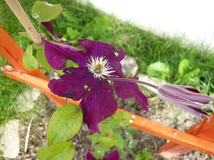 027 - clematite infloriri