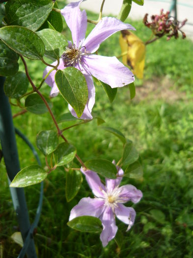 028 - clematite infloriri