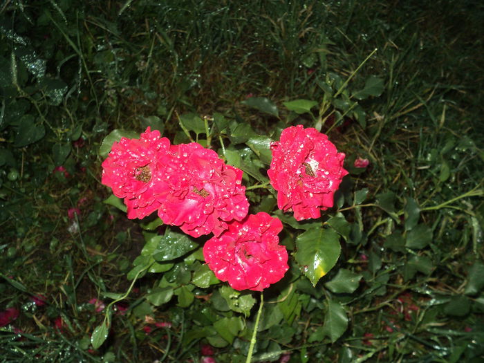DSC04584