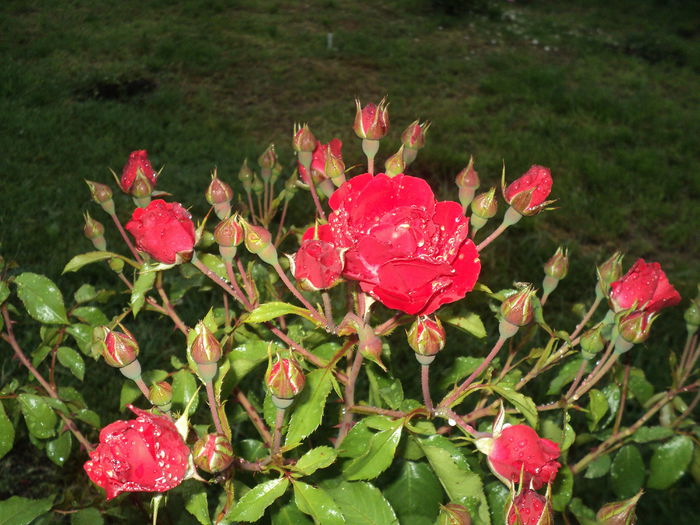 DSC04566