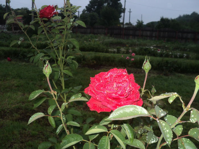DSC04557