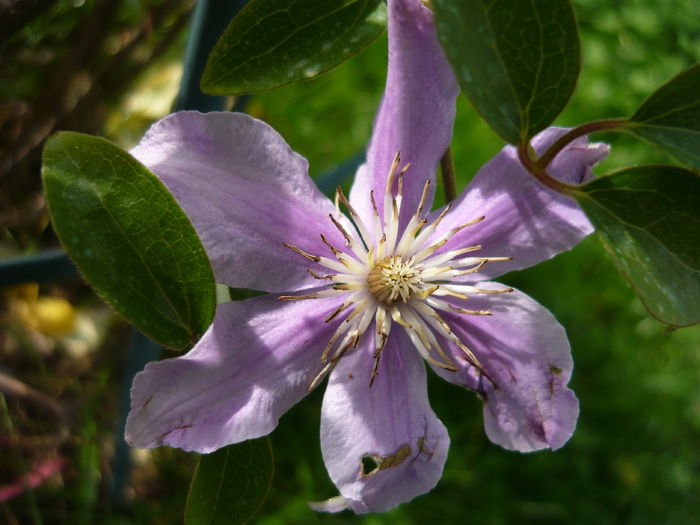 029 - clematite infloriri