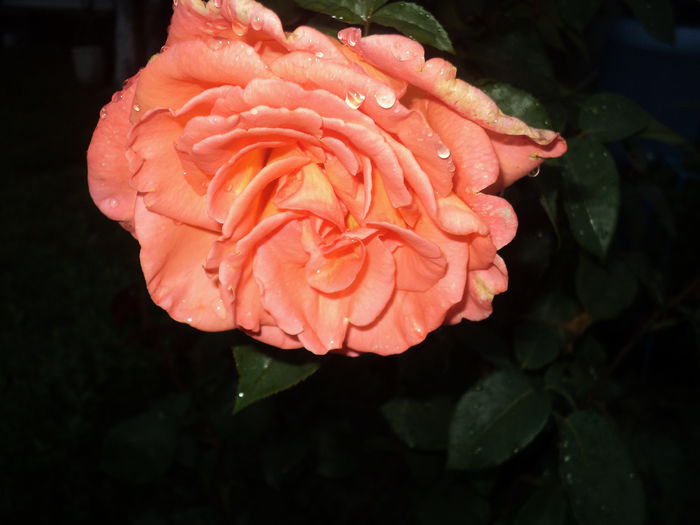 DSC04587
