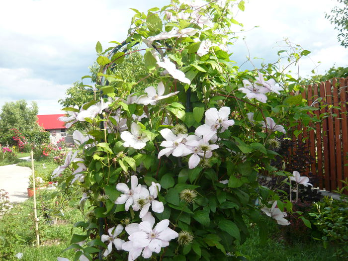 030 - clematite infloriri
