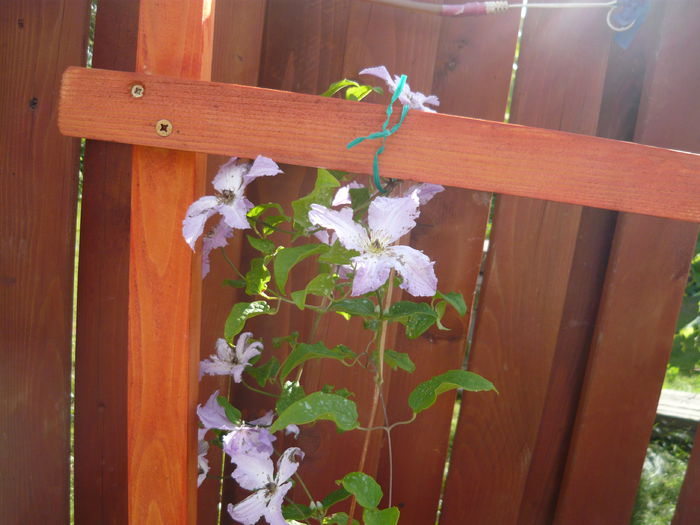 031 - clematite infloriri