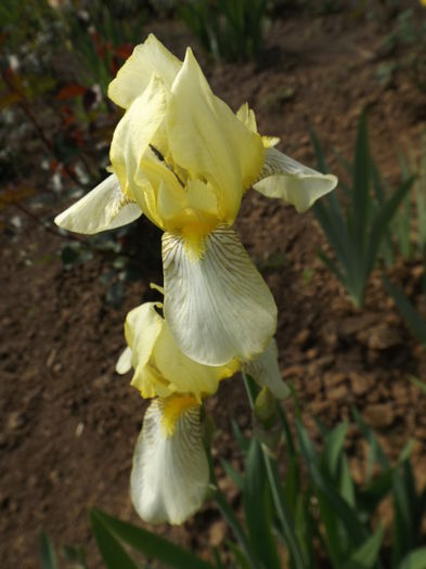 DSCF6711 - IRISI 2014