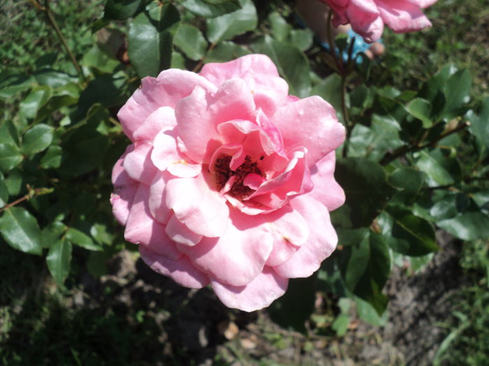 DSC04649