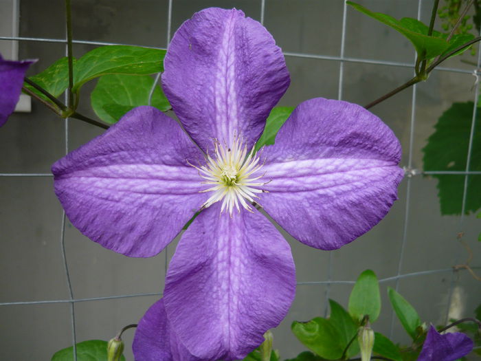 054 - clematite infloriri