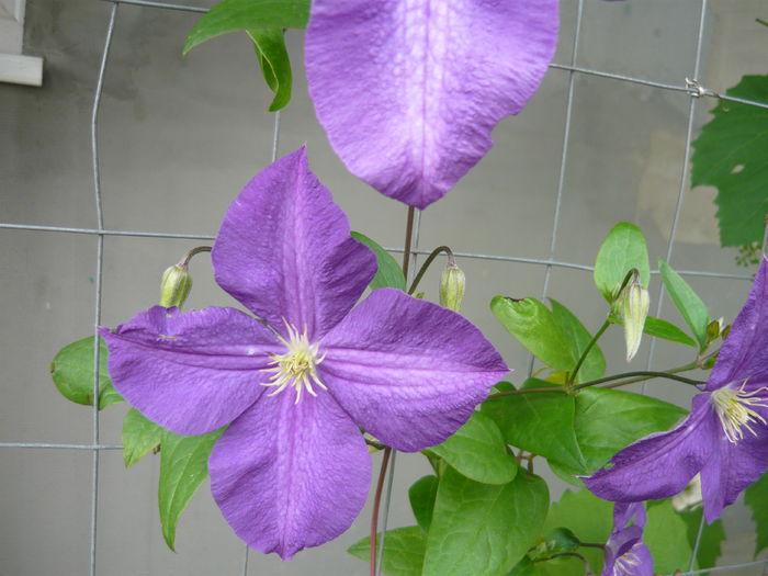 055 - clematite infloriri