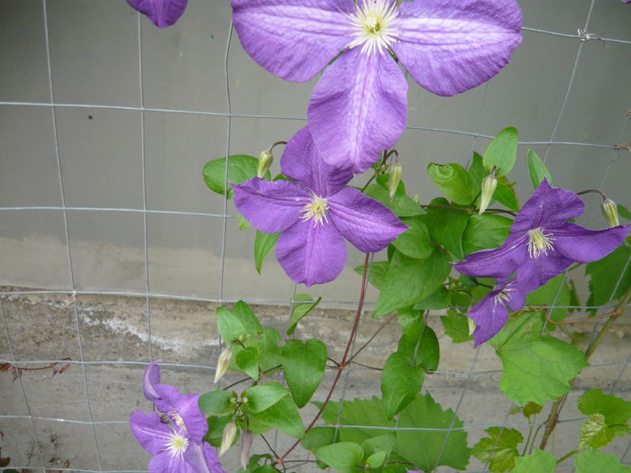056 - clematite infloriri