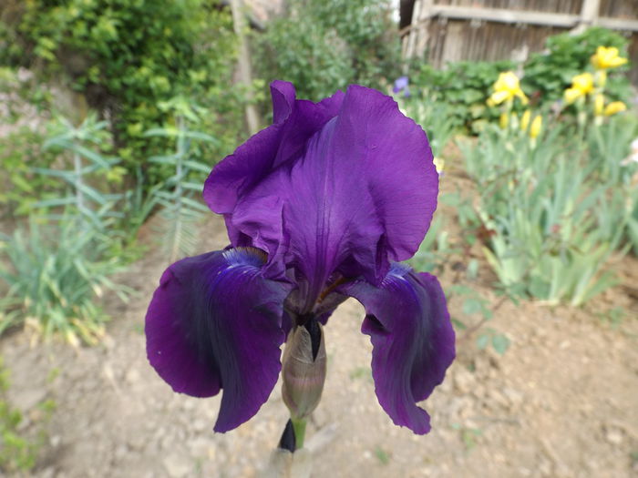 DSCF6735 - IRISI 2014