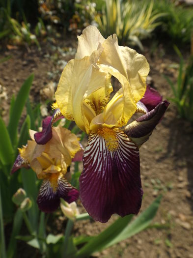 DSCF6747 - IRISI 2014