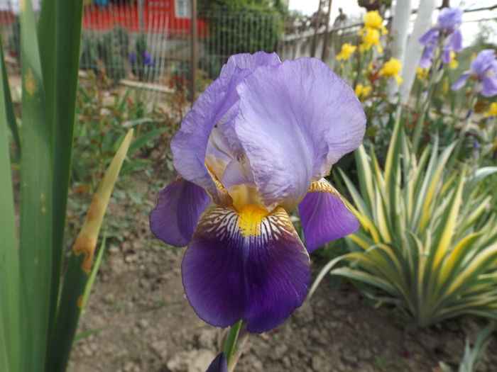 DSCF6764 - IRISI 2014